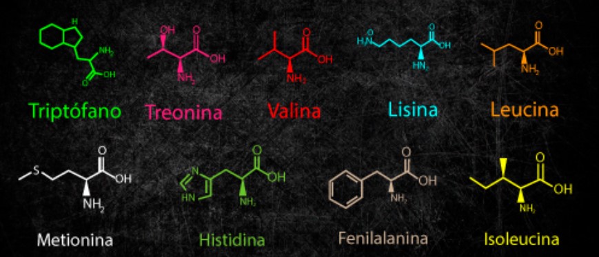 Qué son los aminoácidos esenciales
