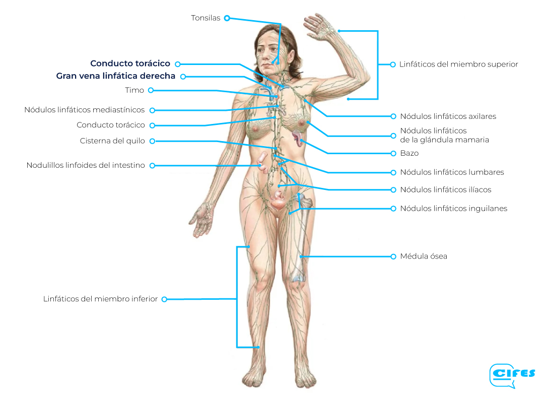 Anatomia del sistema linfatico